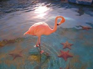 Flamingo in het Seaquarium