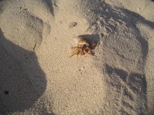 Hermit crab