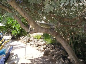 Leguaan boven ons hoofd