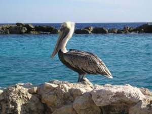 Pelikaan bij het Seaquarium