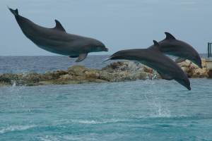 De dolfijnen