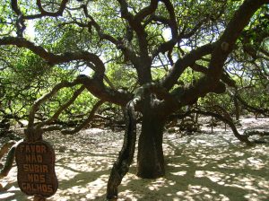 De grootste cashewnotenboom ter wereld