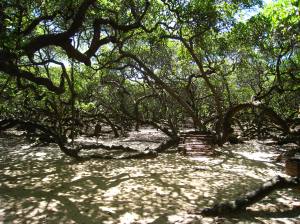 Geen bos, maar één cashewnotenboom
