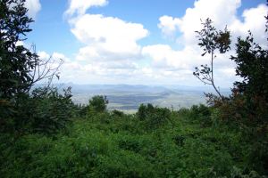 Uitzicht over het regenwoud