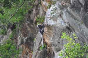 Chiew Lan Lake, zwart aapje