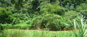 Khao Sok NP, uitzicht vanaf hut