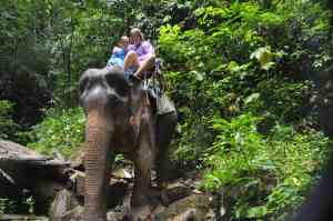Op de olifant door de jungle