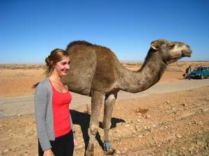 Dromedaris langs de weg