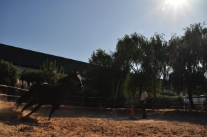 Paardenmanege bij de bodega