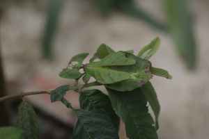 Bladinsect op het blad