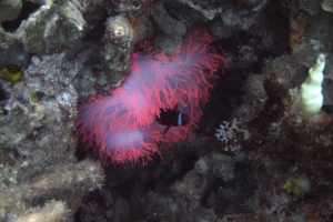 Fluoriscerend koraal