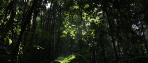 Het oudste regenwoud ter wereld