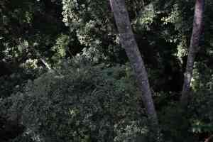 Hoog in de boomtoppen