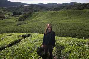 Tussen de theeplantages