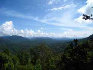 Uitzicht over het regenwoud
