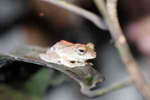 Night jungle walk, 1 cm groot kikkertje