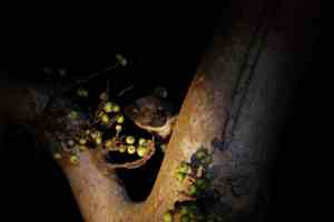 Night safari, common palm civet