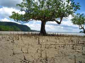 Einde van eerste jungletrail