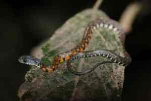 Night jungle walk, klein slangetje