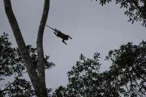 Afternoon safari, longtail makaak