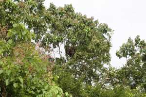 Morning safari, orang oetan