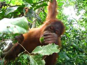 Orang oetan pakt fruit van ons aan