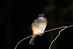 Night jungle walk, slapend vogeltje