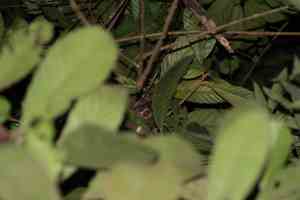 Night jungle walk, slow loris