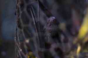 Vleermuisje op de vogeltjesmarkt