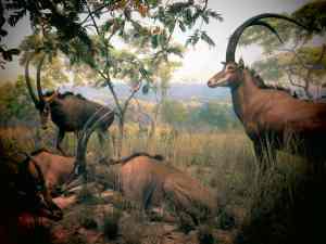 Museum of Natural History