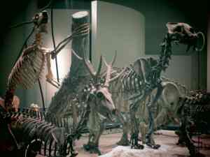 Museum of Natural History