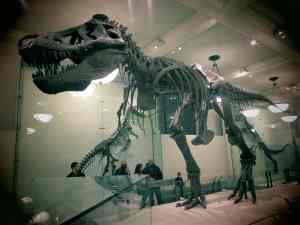 Museum of Natural History