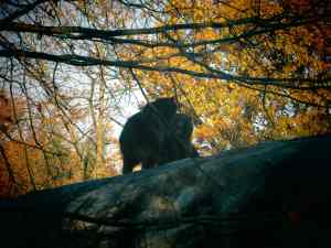 The Bronx Zoo