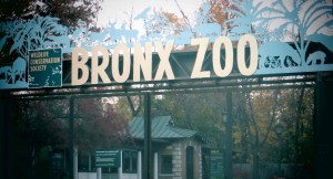 The Bronx Zoo