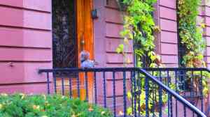 Harlem, townhouses